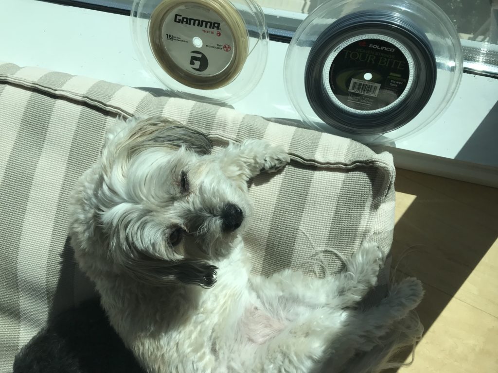 Pro tennis racquet tips - Reels of String: Gamma TNT and Solinco Tour Bite (and my dog sunbathing)