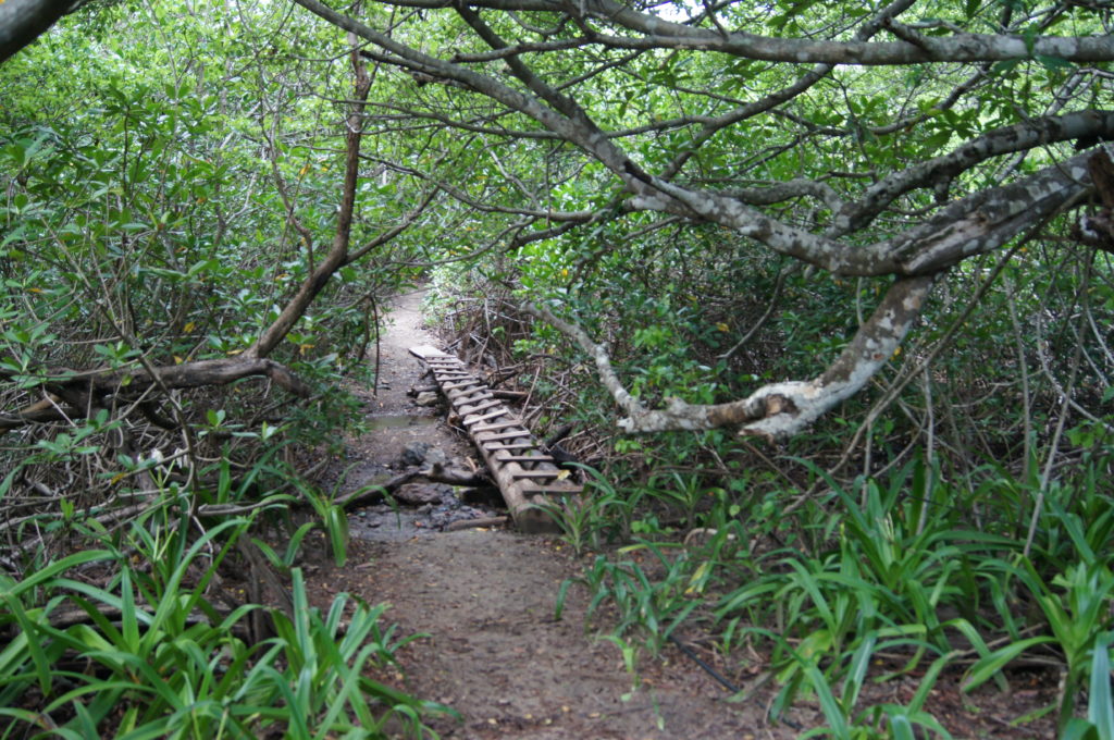 Log Bridge Obstacle on Path to Beach in Nosara, Costa Rica