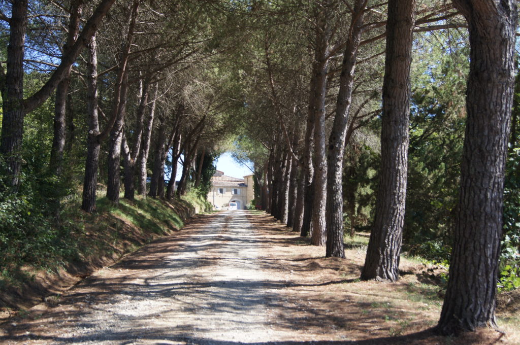 Driveway Leading to Bassetto Guesthouse in Certaldo, Tuscany