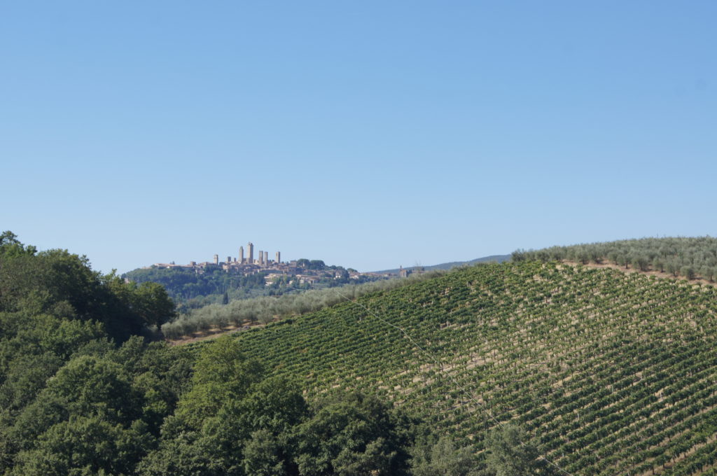 Tuscan vineyards with San Gimignano in the distance, view from our bike ride