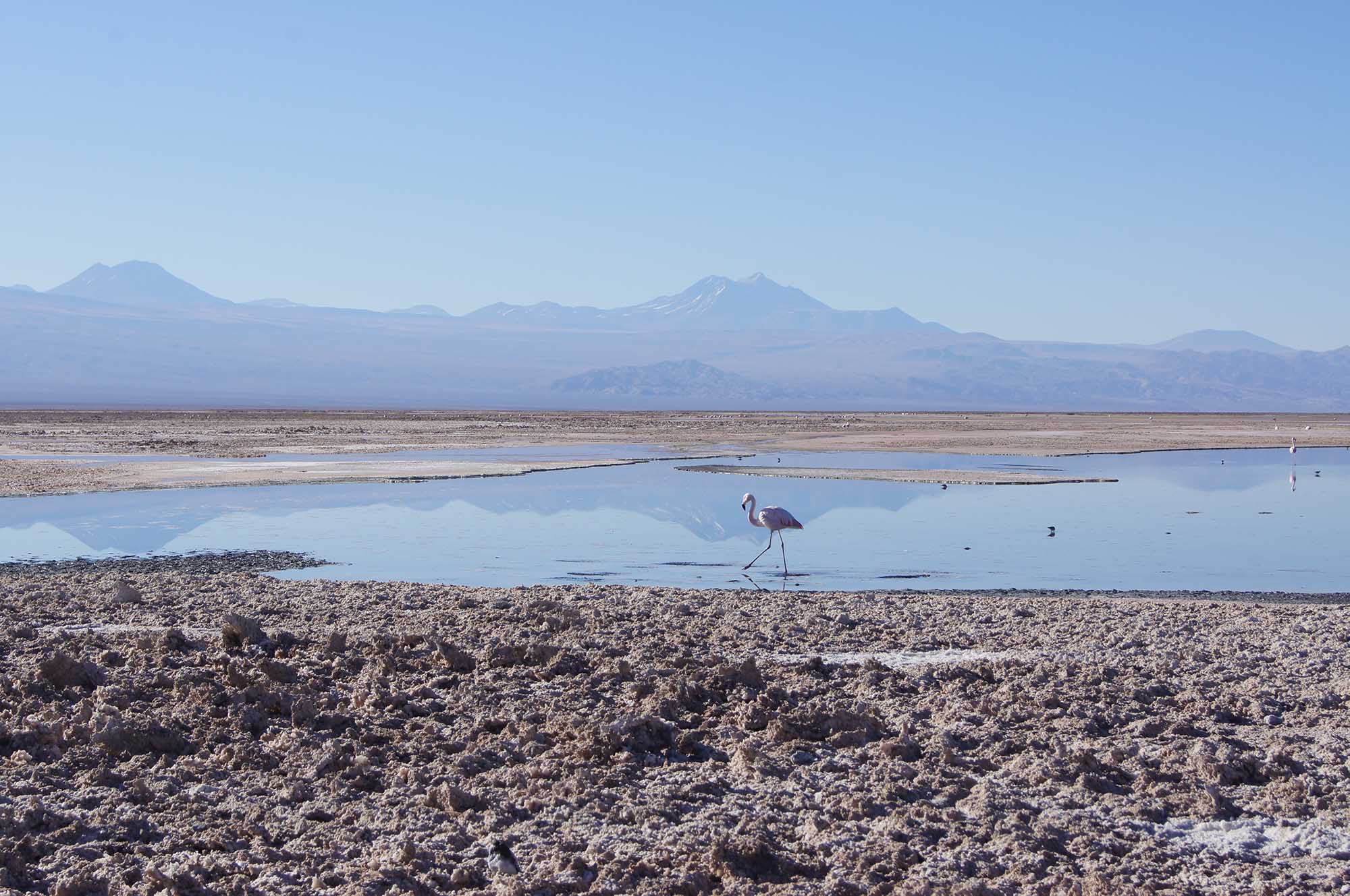 Andean Flamingo in the Salt Flats of Atacama Desert