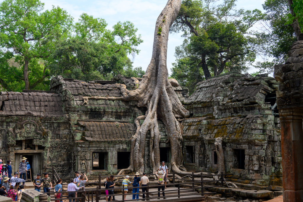 Ta Prohm Temple in Angkor (featured in 2001 film - Tomb Raider)