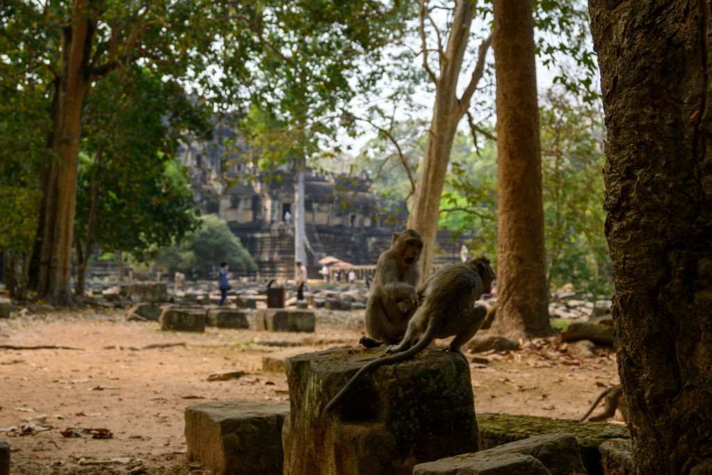 Monkeys Fight Outside of Ancient Angkor Ruins