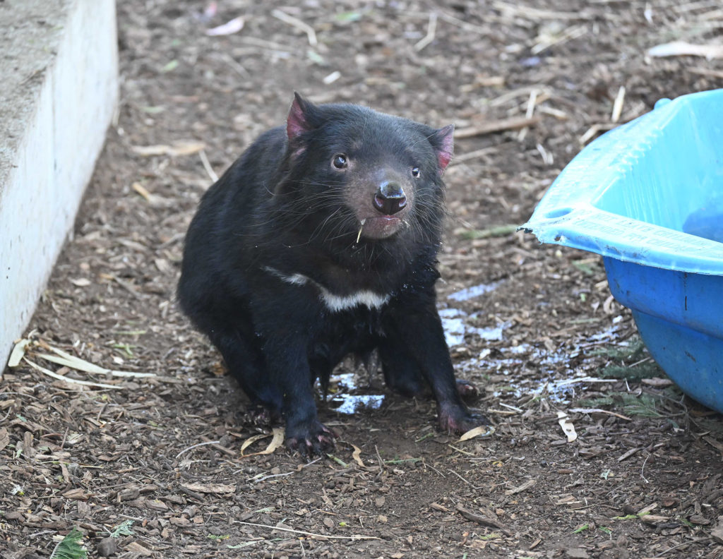 Drooling Tasmanian Devil at the Bonorong Wildlife Sanctuary in Tasmania