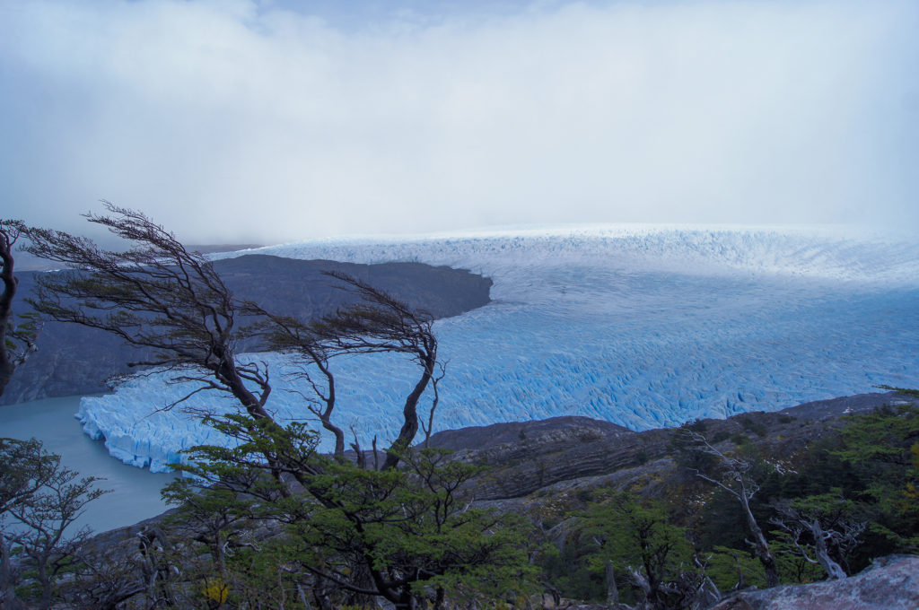 Glacier Grey with Dr. Zeus Looking Tree