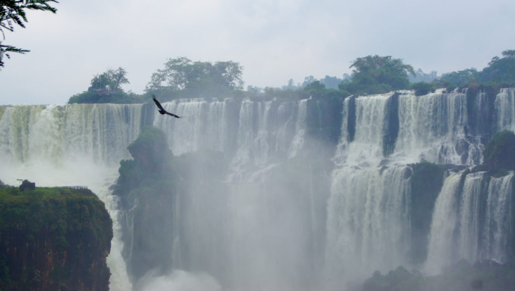 A condor, with a 3 meter (10 foot) wingspan, circles above the Iguazu Falls