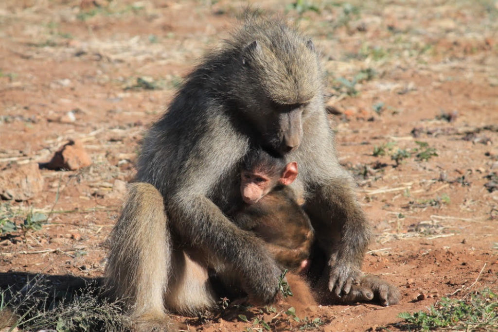 Baboons in Zimbabwe