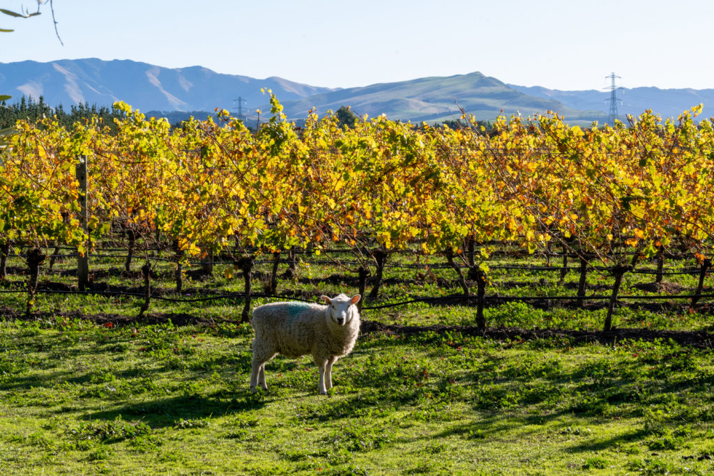 Sheep poses for photo in New Zealand vineyard