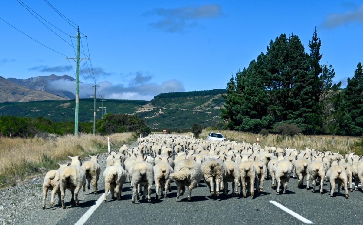 Road Trip South of Te Anau (2)