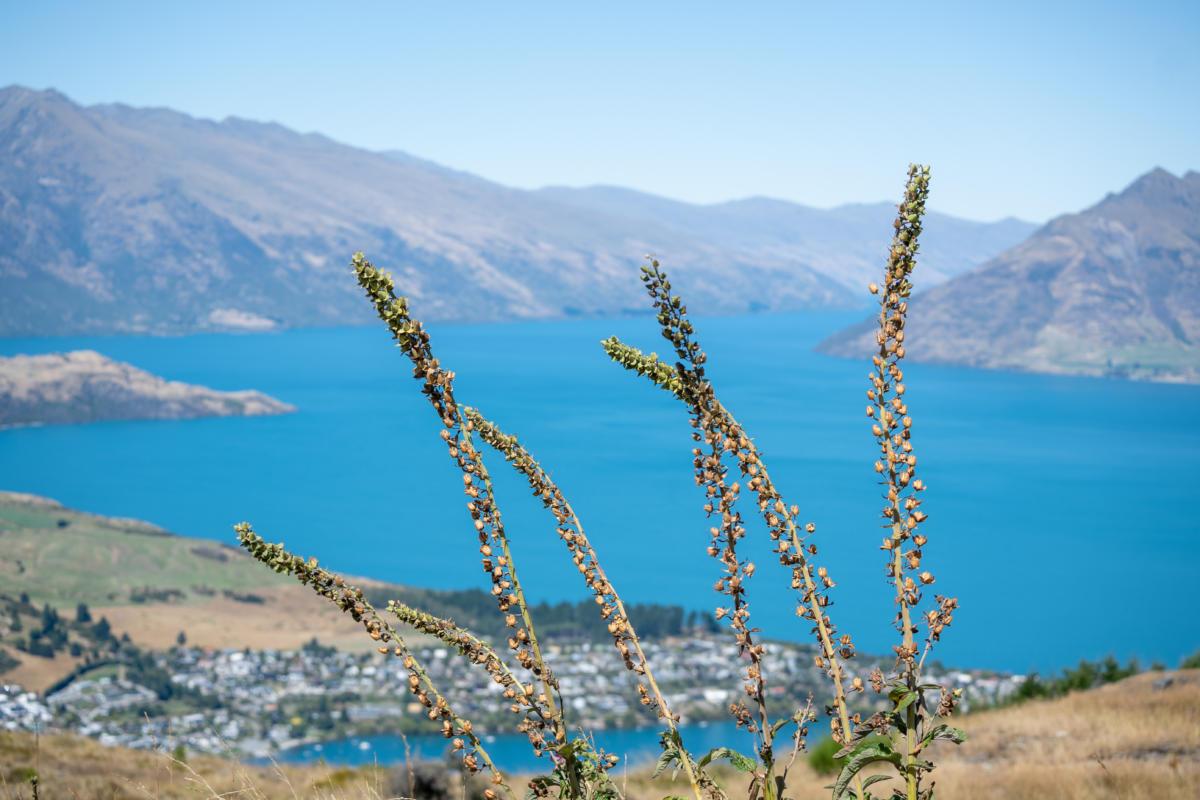 Queenstown Hill Hike (1)