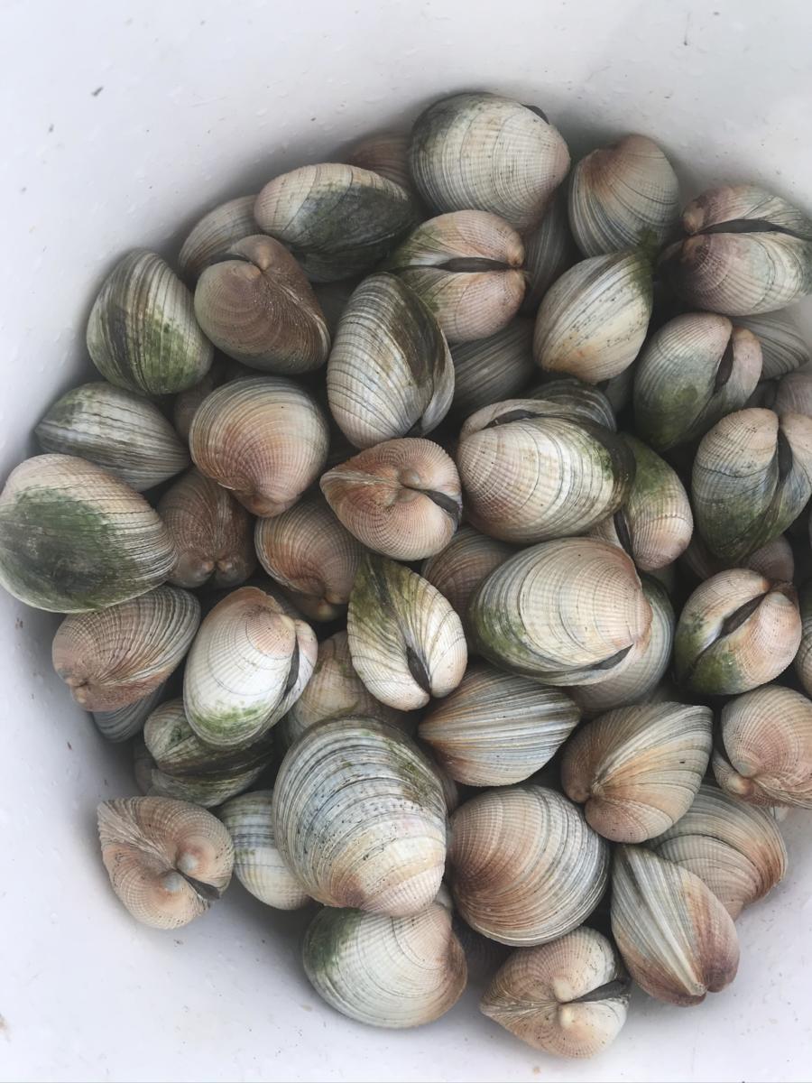 Cockles in Surat Bay