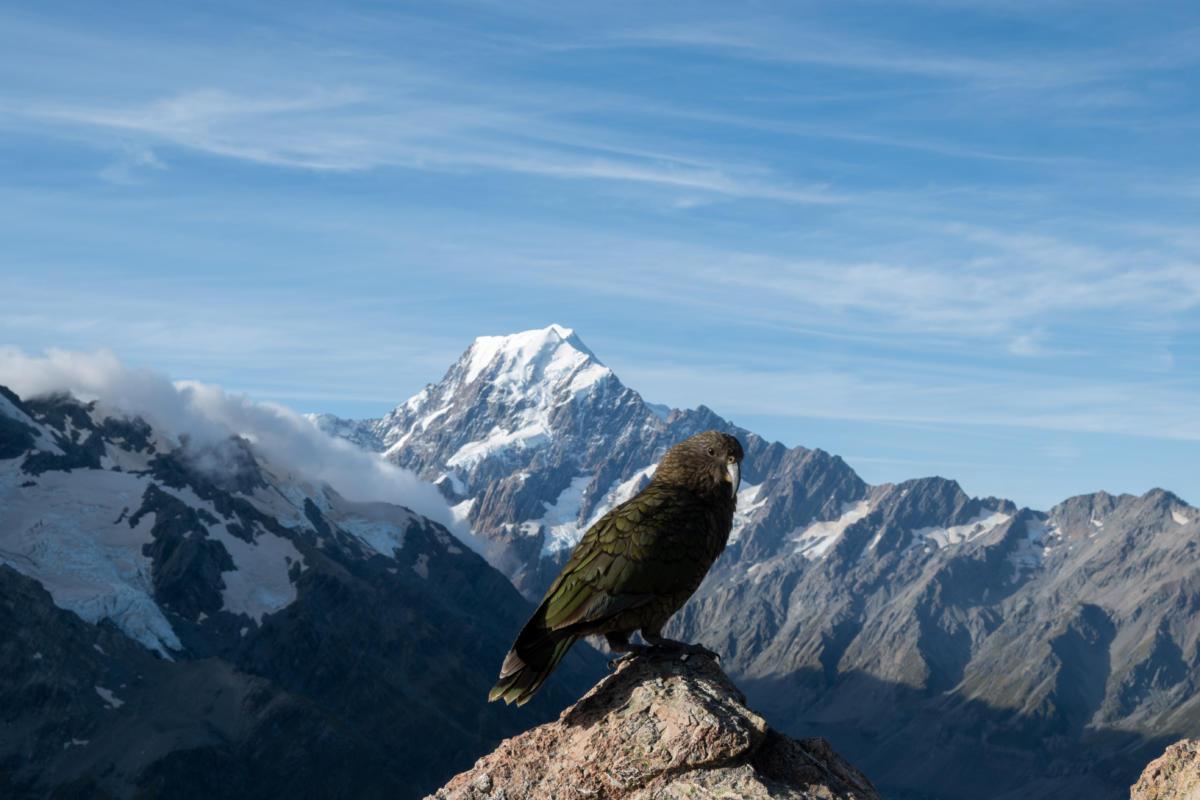 Mt. Cook Hike to Mueller Hut