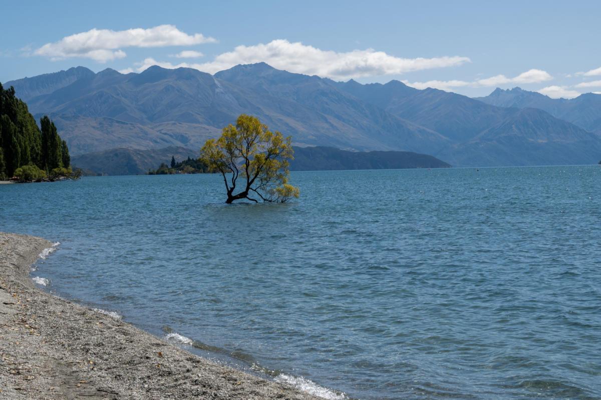 Famous Wanaka Tree