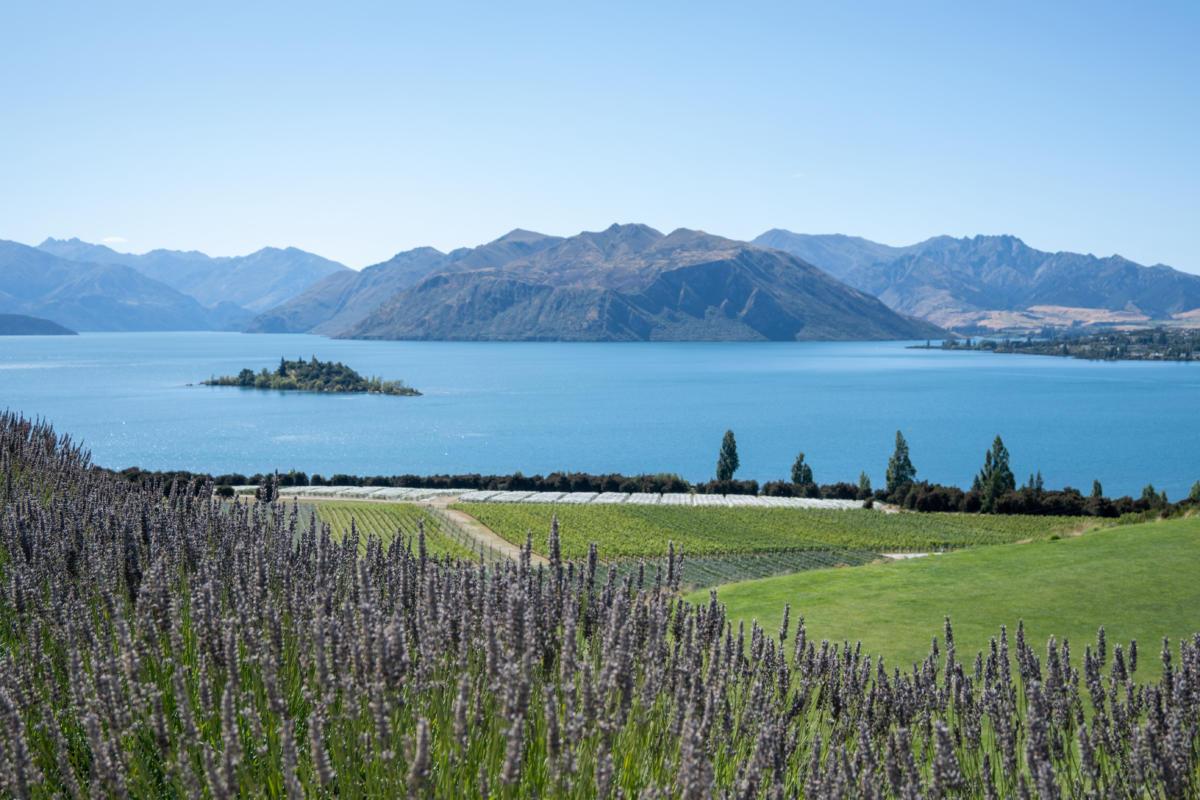 Rippon Vineyard Wine Tour